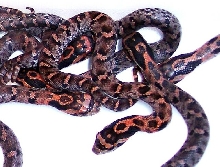Eastern hognose hatchlings