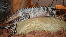 Ares - Male Australian Water Dragon