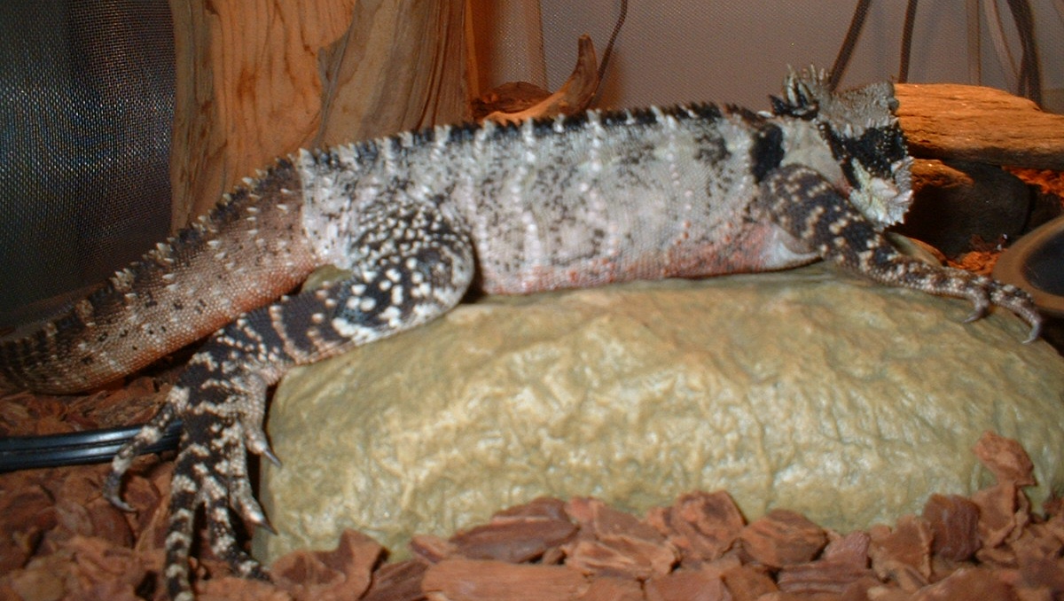 Ares - Male Australian Water Dragon
