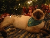 Miko - Christmas