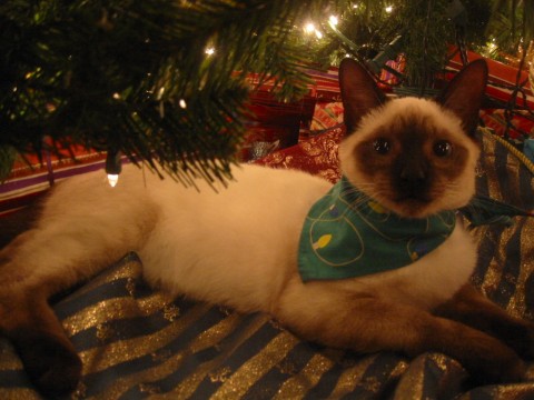 Miko - Christmas
