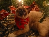 Pippin - Christmas