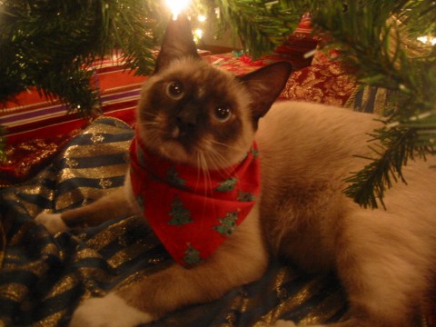 Pippin - Christmas