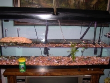 Turtle tank