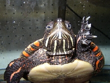 Speedy turtle
