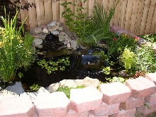 This is my pond