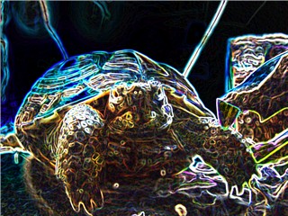 Neon tort