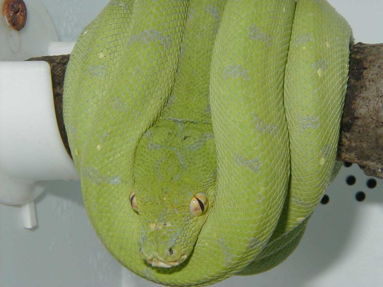 2 year old Biak