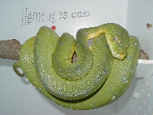 gtp