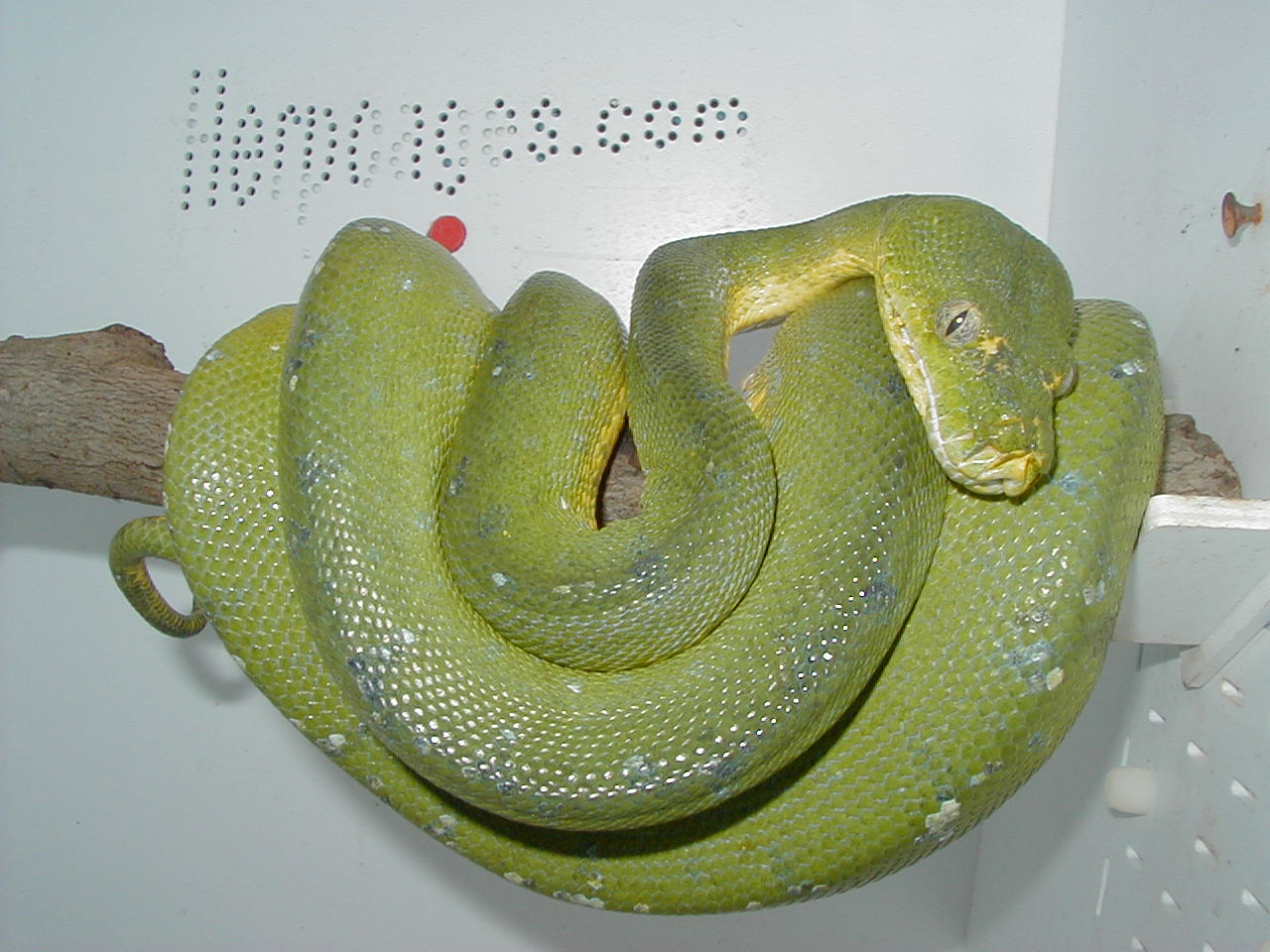 gtp