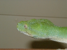 head