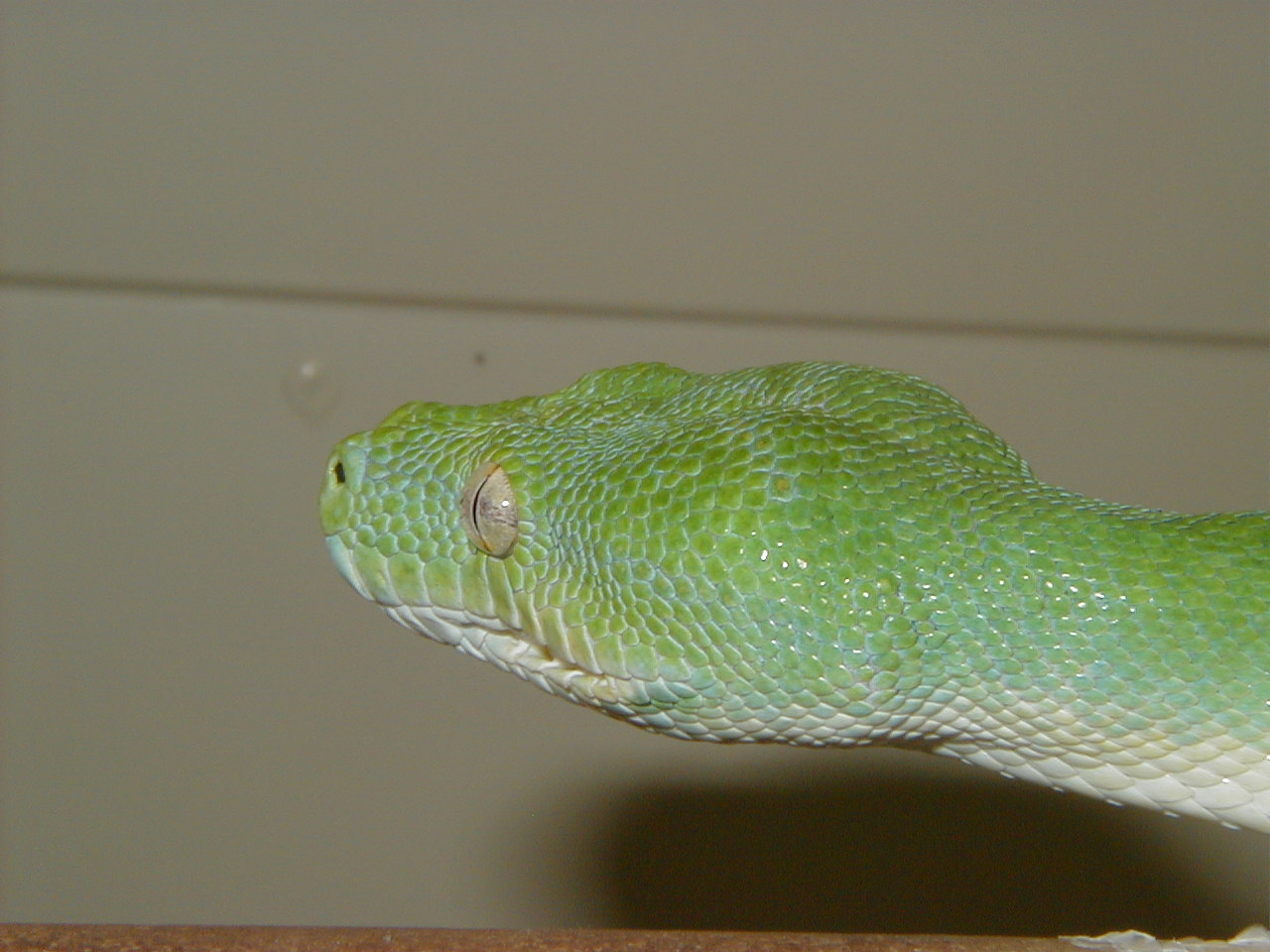 head
