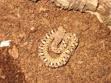 porthidium
