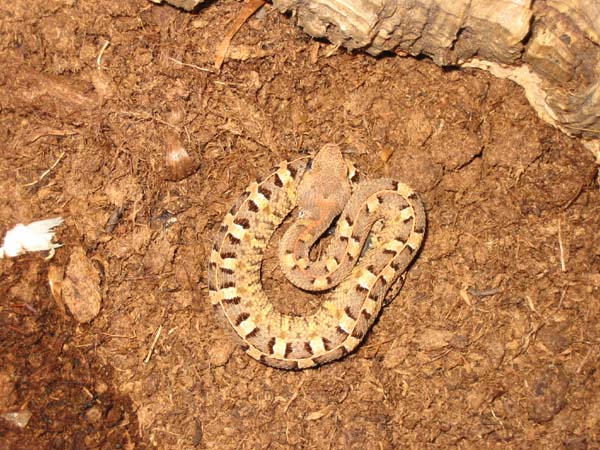 porthidium