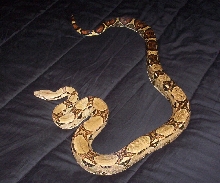another pic of him