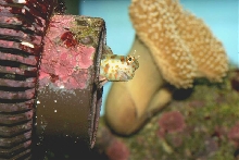 benny the blenny