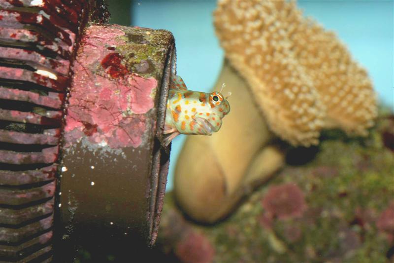 benny the blenny