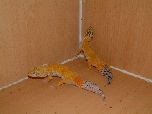 super   a hypo tang c.t