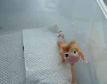 why i love gecko's