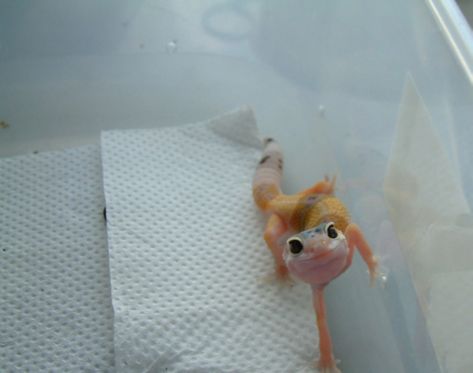 why i love gecko's