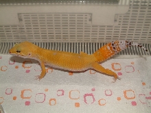 tizer