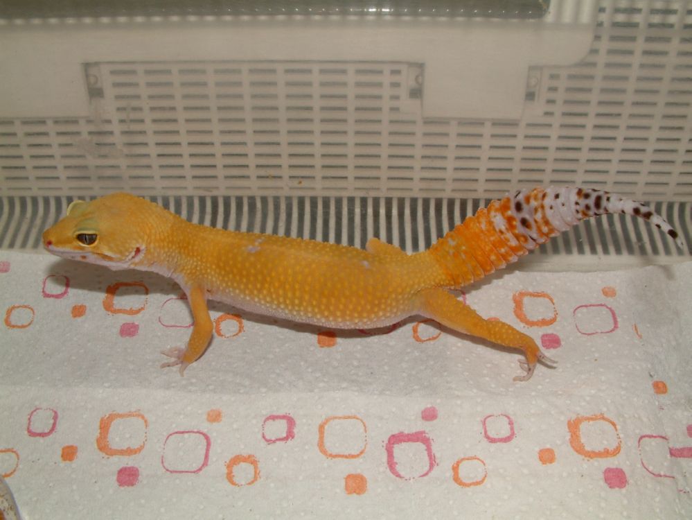 tizer