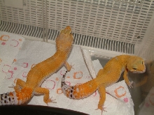 tizer and rambo