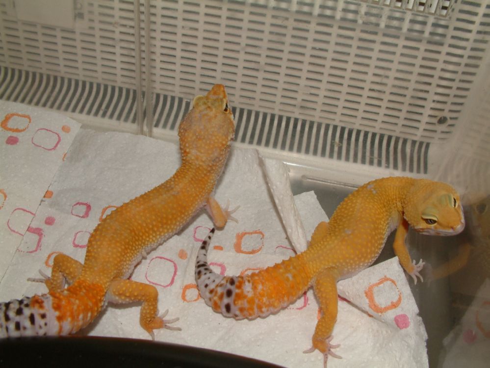 tizer and rambo
