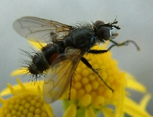 fly