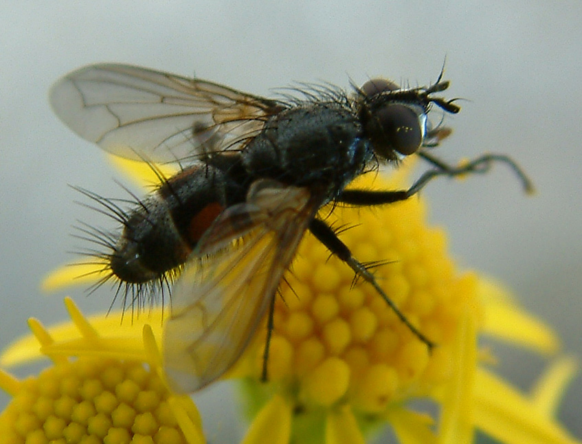 fly