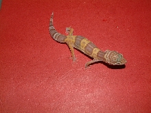 gaint albino