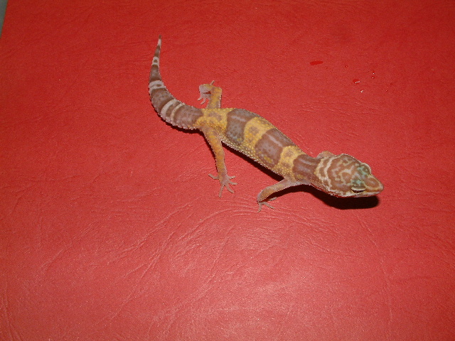 gaint albino