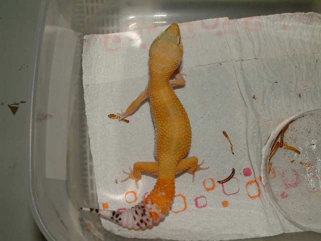superhypo tangerine carrottail 04