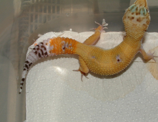 hypo tang c.t  04