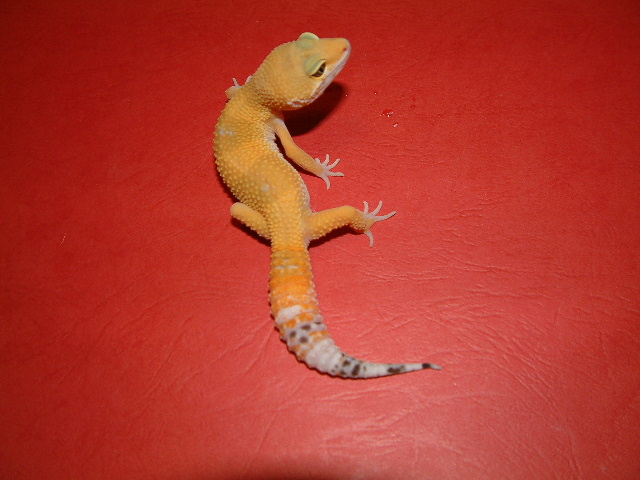 tizer