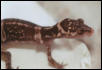 G.k.splendens