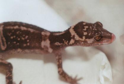 G.k.splendens