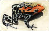 Dart Frog