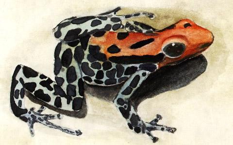 Dart Frog