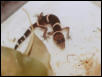 G.k.splendens