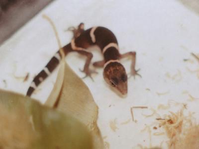 G.k.splendens