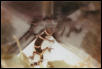G.k.splendens