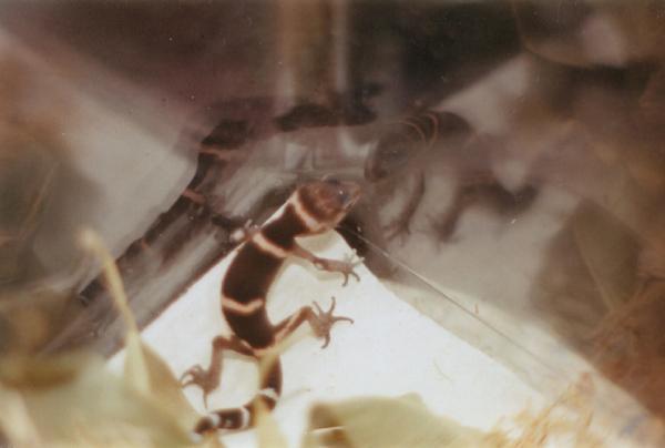 G.k.splendens