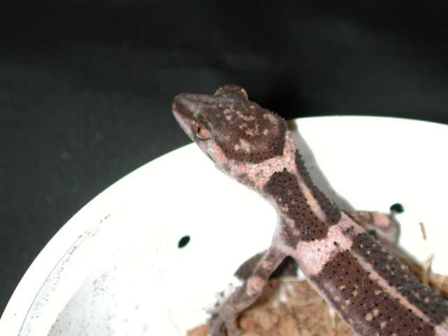 G.k.splendens