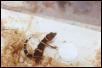 G.k.splendens