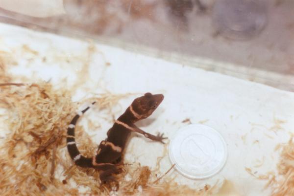 G.k.splendens