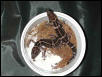 G.k.splendens