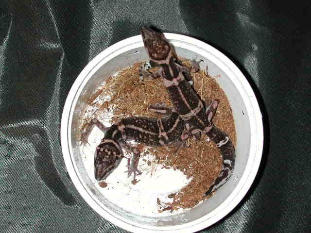 G.k.splendens