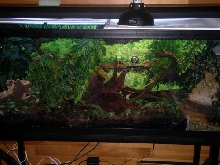 puffs terrarium