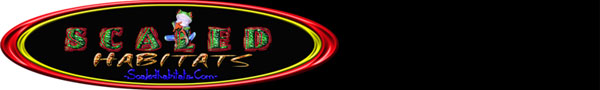 banner ad